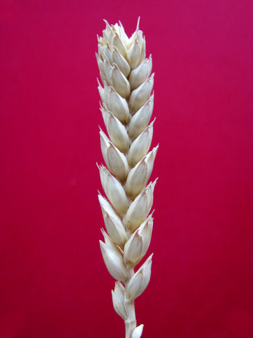 coccitta